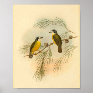 White faced Flycatcher Yellow Bird  Print