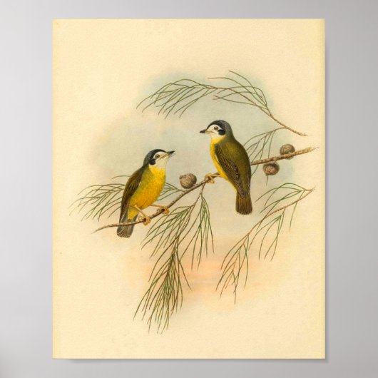 White faced Flycatcher Yellow Bird Print (Voorkant)