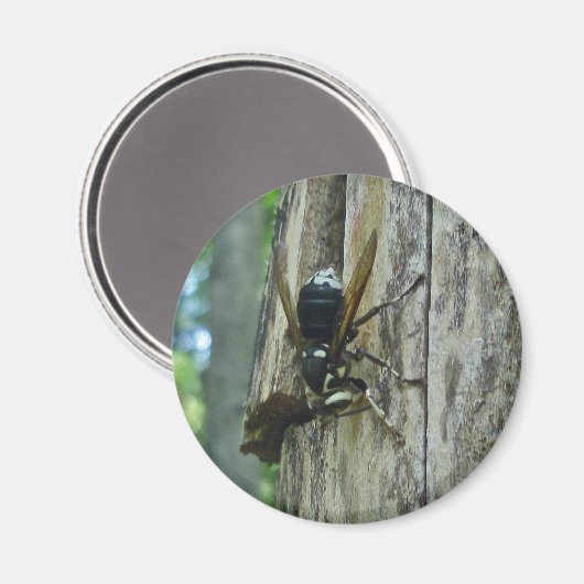 White-faced Hornet Magnet (Voorkant / Achterkant)
