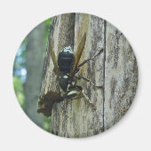 White-faced Hornet Magnet (Voorkant)
