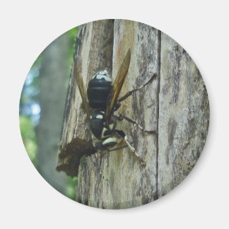 White-faced Hornet Magnet