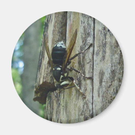 White-faced Hornet Magnet (Voorkant)