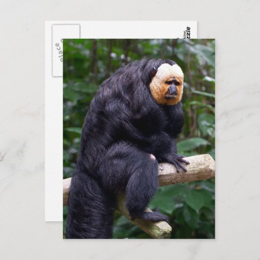 White Faced Saki Monkey Briefkaart (Voorkant / Achterkant)