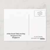 White Faced Saki Monkey Briefkaart (Achterkant)