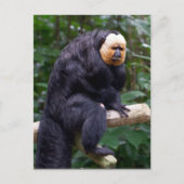 White Faced Saki Monkey Briefkaart (Voorkant)