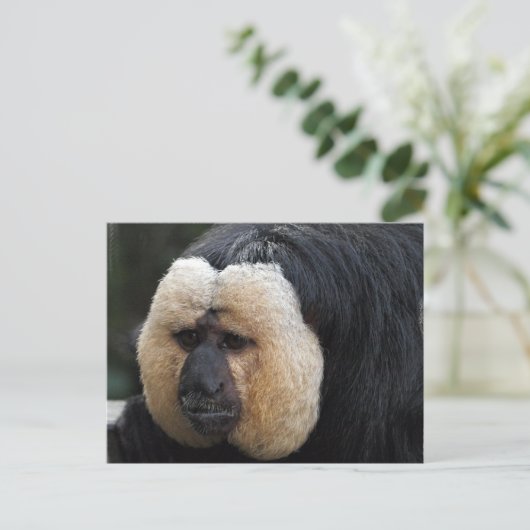 White Faced Saki Monkey Briefkaart (Staand voorkant)