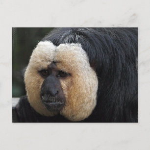 White Faced Saki Monkey Briefkaart