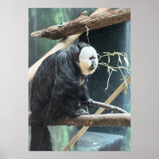 White-faced Saki Monkey Poster (Voorkant)