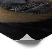 White Faced Saki Monkey Poster (Hoek)