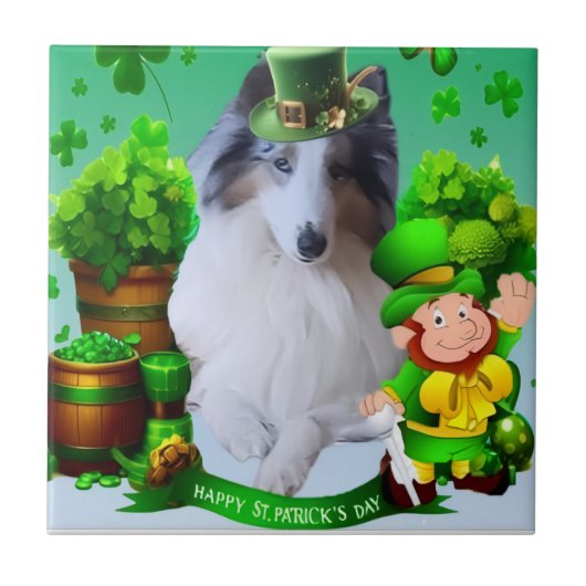 White factor Merle Headed Rough Collie  Tegeltje (Voorkant)