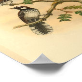 White Fantail Flycatcher Bird  Print (Hoek)