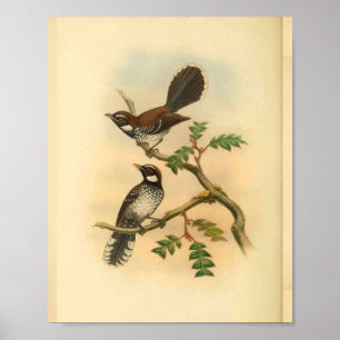 White Fantail Flycatcher Bird  Print