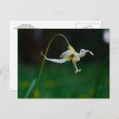 White Fawn Lily 01 Briefkaart (Voorkant / Achterkant)