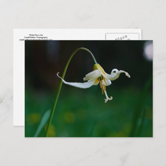 White Fawn Lily 01 Briefkaart (Voorkant / Achterkant)