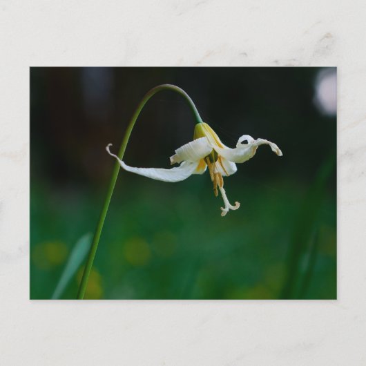 White Fawn Lily 01 Briefkaart (Voorkant)
