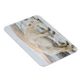 White Fell Pony op Moorland in Winter Magneet (Rechterzijde)