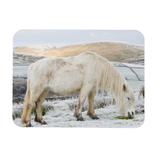 White Fell Pony op Moorland in Winter Magneet (Horizontaal)