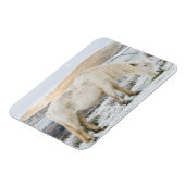 White Fell Pony op Moorland in Winter Magneet (Linkerzijde)