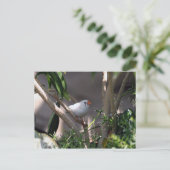 White Finch foto Briefkaart (Staand voorkant)