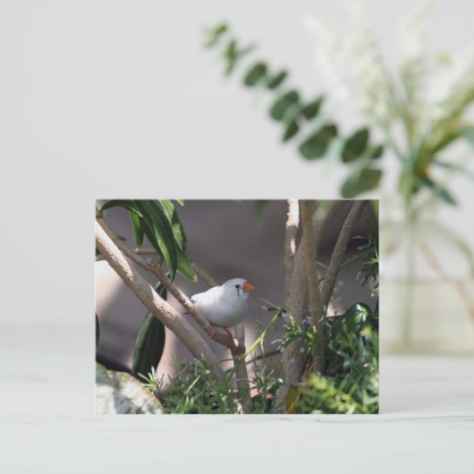 White Finch foto Briefkaart (Staand voorkant)