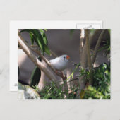 White Finch foto Briefkaart (Voorkant / Achterkant)