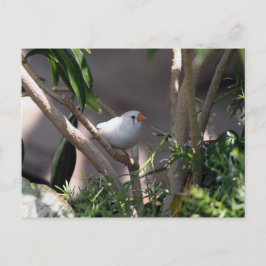 White Finch foto Briefkaart