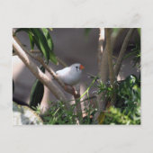 White Finch foto Briefkaart (Voorkant)