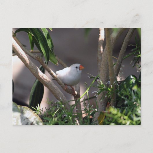 White Finch foto Briefkaart (Voorkant)