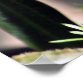  White Finch foto Poster (Hoek)