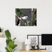  White Finch foto Poster (Thuiskantoor)