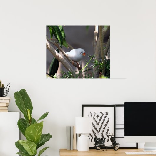  White Finch foto Poster (Thuiskantoor)