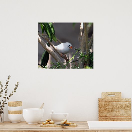  White Finch foto Poster (Keuken)