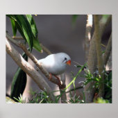  White Finch foto Poster (Voorkant)