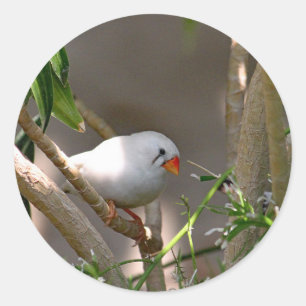 White Finch foto Ronde Sticker