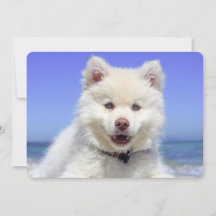 White Fins Lapphund Puppy Cute