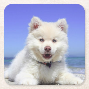 White Fins Lapphund Puppy Cute Kartonnen Onderzetters