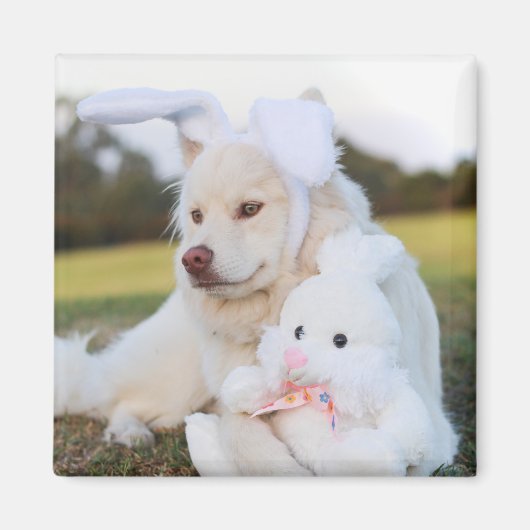 White Fins Lapphund Puppy Cute Magneet (Voorkant)