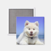 White Fins Lapphund Puppy Cute Magneet (Voorkant / Achterkant)