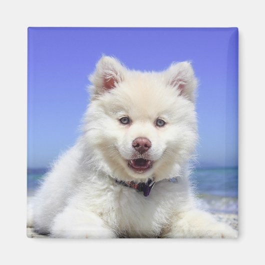 White Fins Lapphund Puppy Cute Magneet (Voorkant)