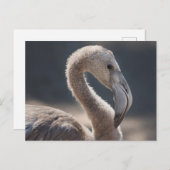 White Flamingo Bird Briefkaart (Voorkant / Achterkant)
