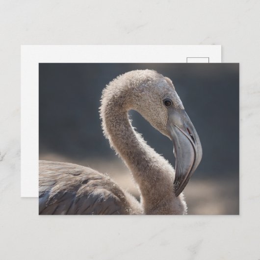 White Flamingo Bird Briefkaart (Voorkant / Achterkant)