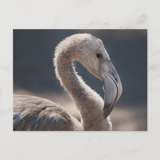 White Flamingo Bird Briefkaart (Voorkant)