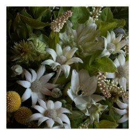 White Flannel Flower, Arabicum & Phylica Botanical Perfect Poster