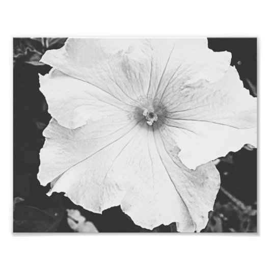 White Floral 10x8 foto Afdruk (Voorkant)