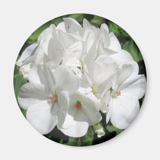 White Floral fotografie Magneet (Voorkant)