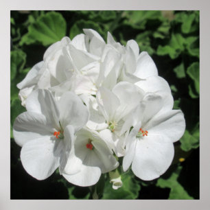 White Floral fotografie Poster