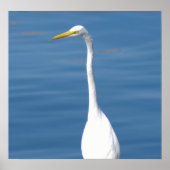 White Florida Crane Poster (Voorkant)