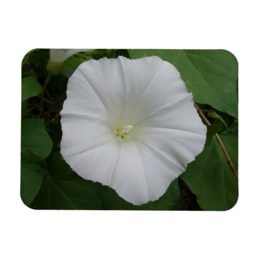 White Flower 3" x4"-magneet Magneet (Horizontaal)