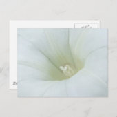 White Flower Briefkaart (Voorkant / Achterkant)