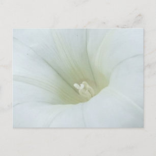 White Flower Briefkaart